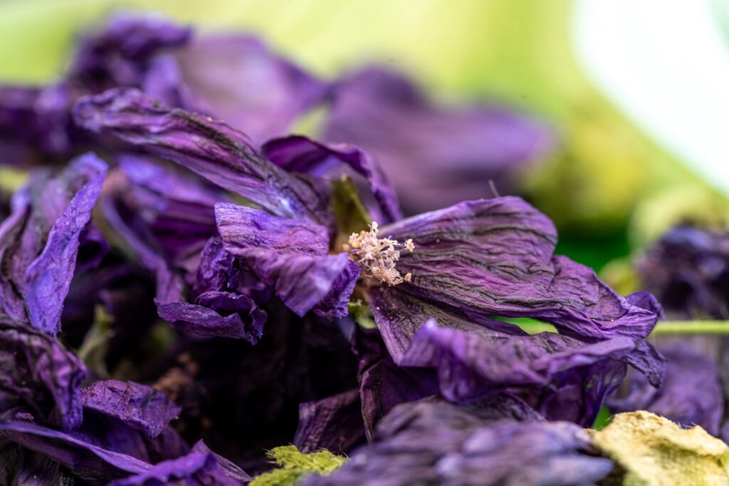 Naturopathe phytothérapeute à Nantes