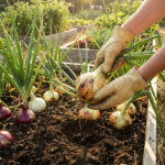 Cultiver des oignons dans un jardin ensoleillé avec un sol bien drainé