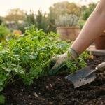 Cultiver du persil plat et frisé dans un potager breton en 2026