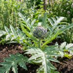 Artichaut en pleine croissance dans un potager ensoleillé