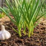 Plantation d'ail maison avec caïeux certifiés pour une récolte abondante