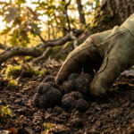 Truffière avec sol calcaire idéal pour cultiver des truffes noires en 2026