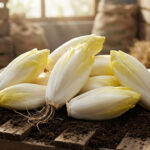 Cultivation des endives avec racines blanches dans un sol meuble