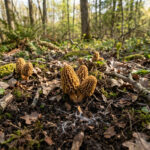 Morilles cultivées dans un jardin-forêt, montrant leur texture alvéolée et couleur brune