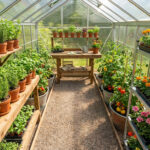 Organiser une serre de 12m2 avec étagères et allée centrale pour optimiser l'espace de culture