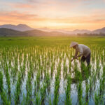 Cultivation of rice in a sustainable garden with water management techniques