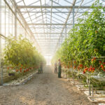 Tomates en croissance sous serre, montrant des feuilles vertes et des fruits en développement