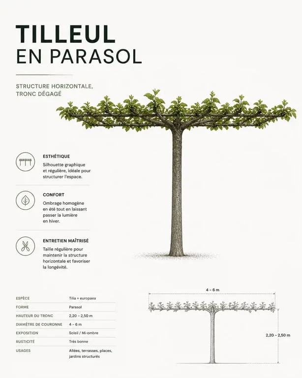 Schéma de taille d'un tilleul en parasol pour jardin