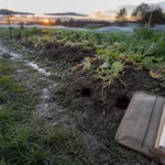 Campagnols : coulée au sol menant à deux entrées de terrier au jardin
