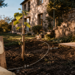 Paulownia à 5 m de la maison : distance minimale