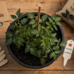 Plant tomate en pot avec tuteur, prêt à planter