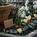 Plantes d'hiver extérieur : bruyère d’hiver, cyclamen coum et feuillage persistant