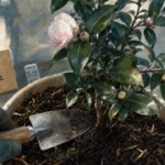 Quand planter un camelia en automne, hors gel ou début de printemps, en sol acide.