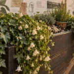 Plantes retombantes extérieur vivace en jardinière : lierre et campanule