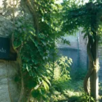 Plantes extérieures grimpantes sur façade et pergola