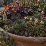 Plantes pour jardiniere extérieur toute l'année : joubarbes, sédum et lierre en jardinière