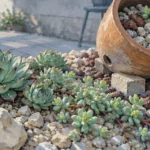 Plantes succulentes extérieur : joubarbes et sedum sur rocaille